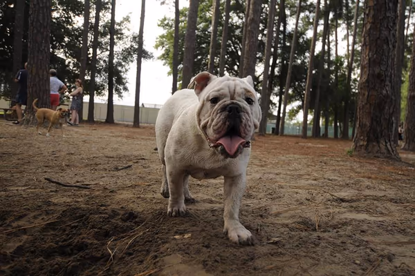 Herty Pines Dog Park